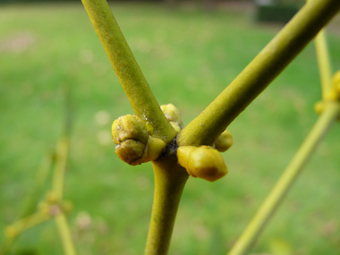 Petites fleurs jaunes groupées en glomérules à l'aisselle des feuilles. Agrandir dans une nouvelle fenêtre (ou onglet)